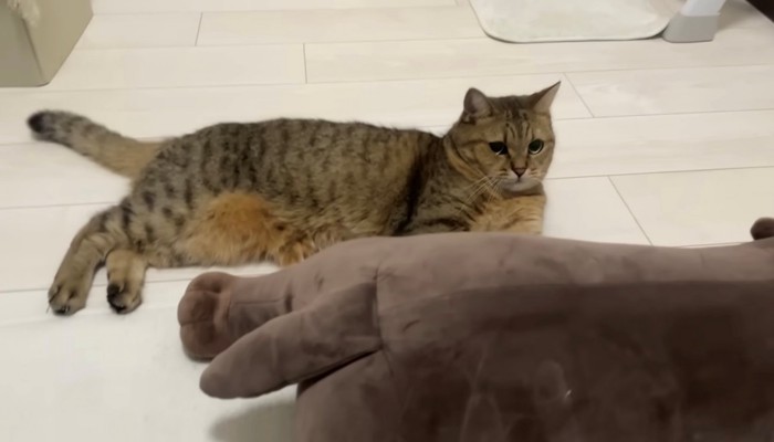 ぬいぐるみの横で横になる猫