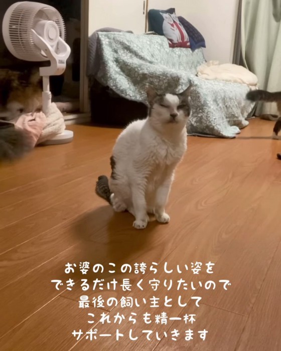 おすわりする老猫