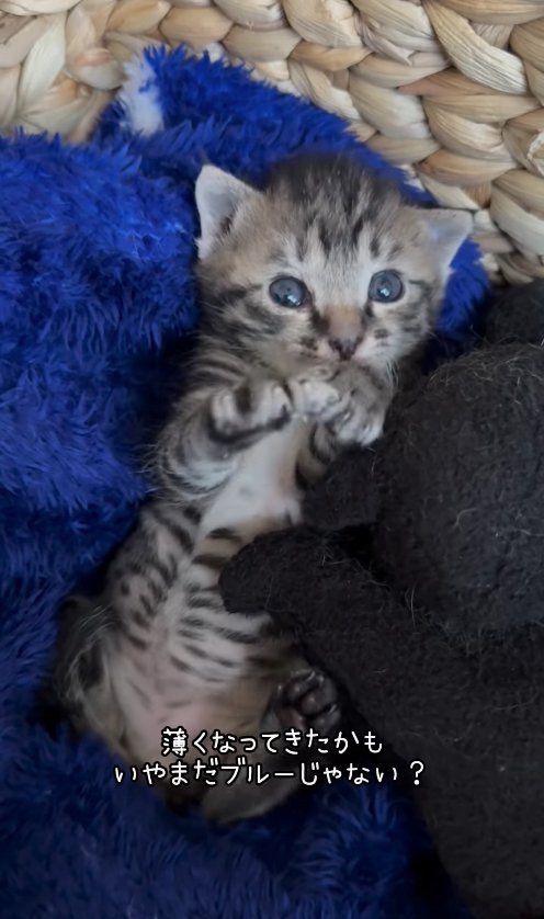 カゴの中で両前足を合わせている子猫