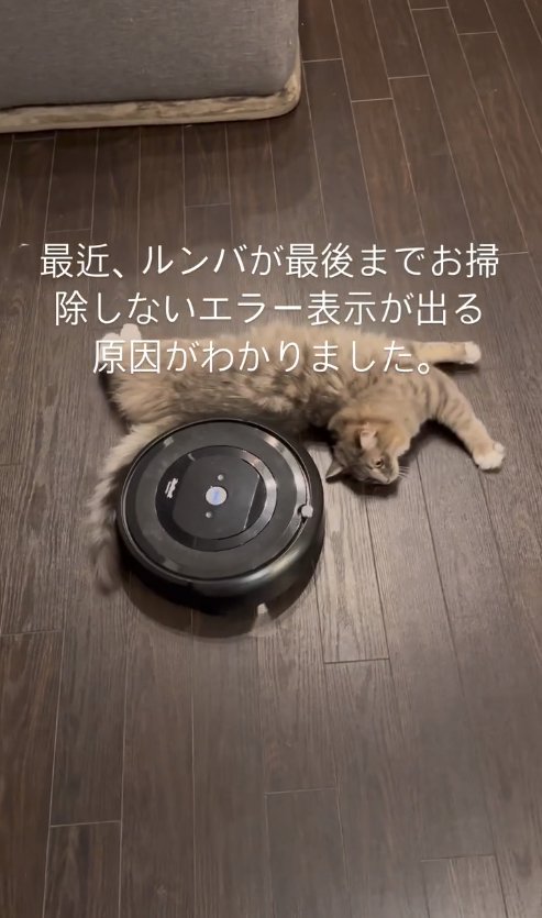 画面中央にいるルンバの前で横たわる猫