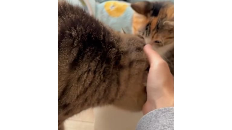 猫たちとごはん皿