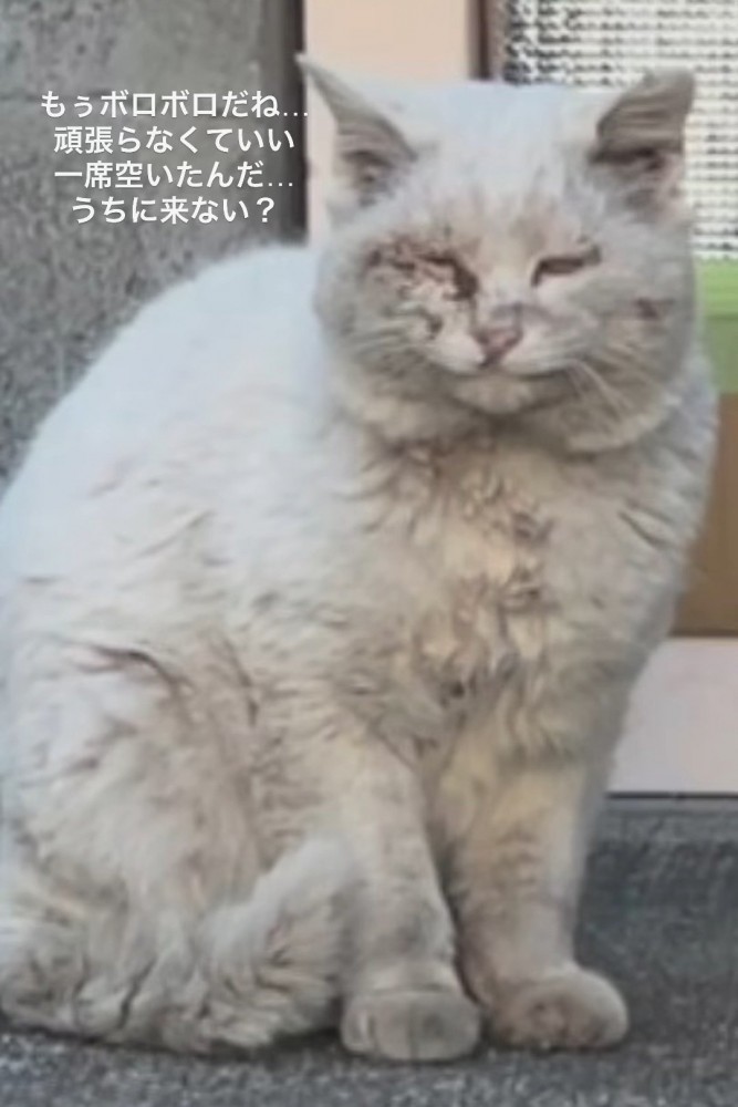 座る傷だらけの猫