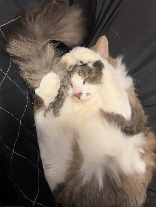 仰向けに丸まって眠る猫