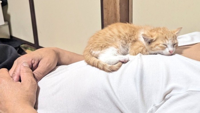 お父さんの胸の上で眠る子猫
