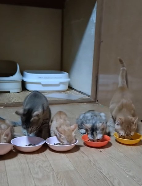 黙々と食べる猫