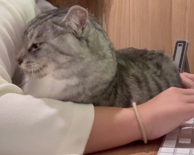 パソコン作業をする女性の腕の間に座る猫
