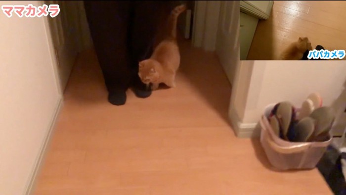 男性の足に体を擦り付ける猫