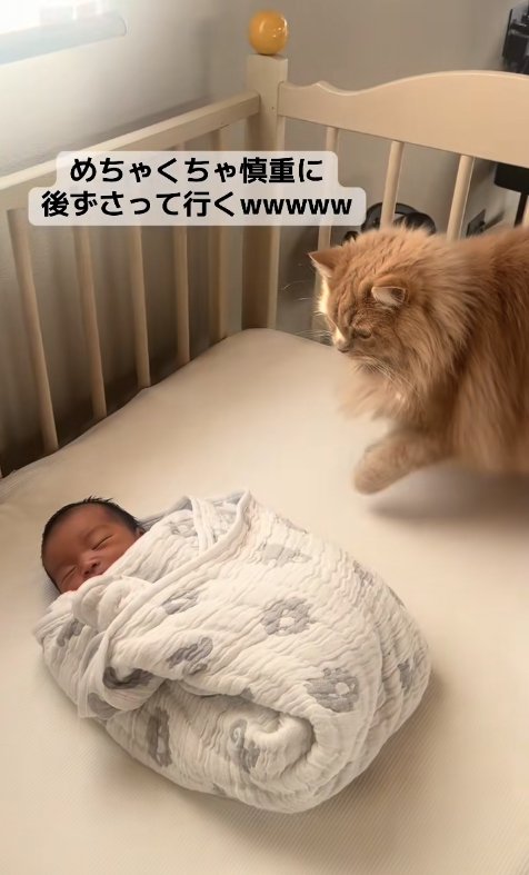 ベビーベッドの上で新生児を見下ろしながら左前足を上げている茶色猫