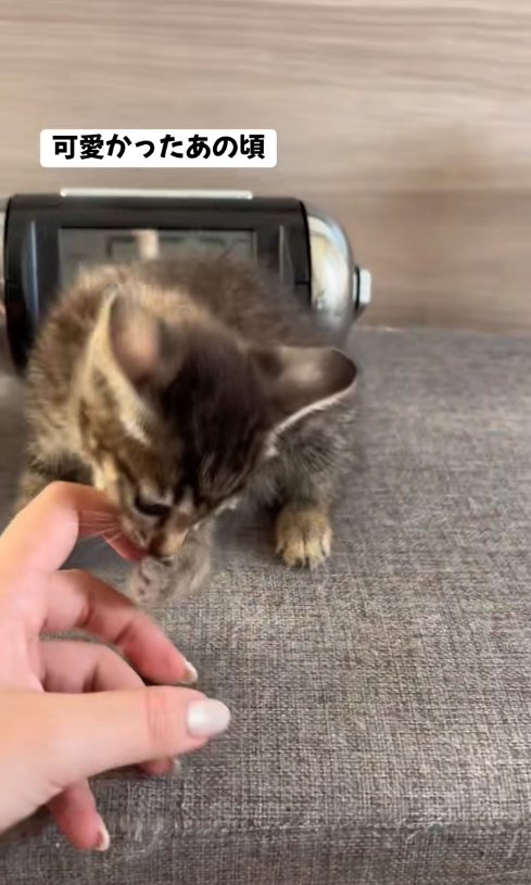 飼い主の指を噛んでいる子猫