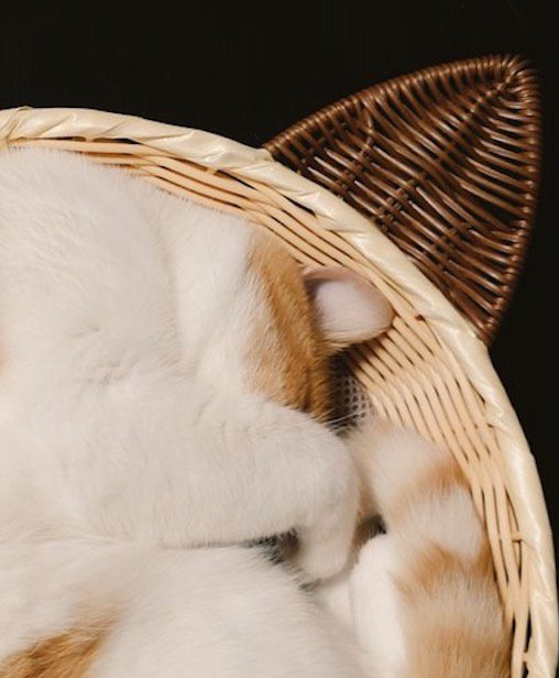 眠っている猫の寝顔