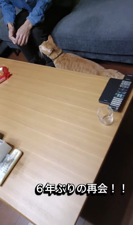 テーブルの奥にいる猫