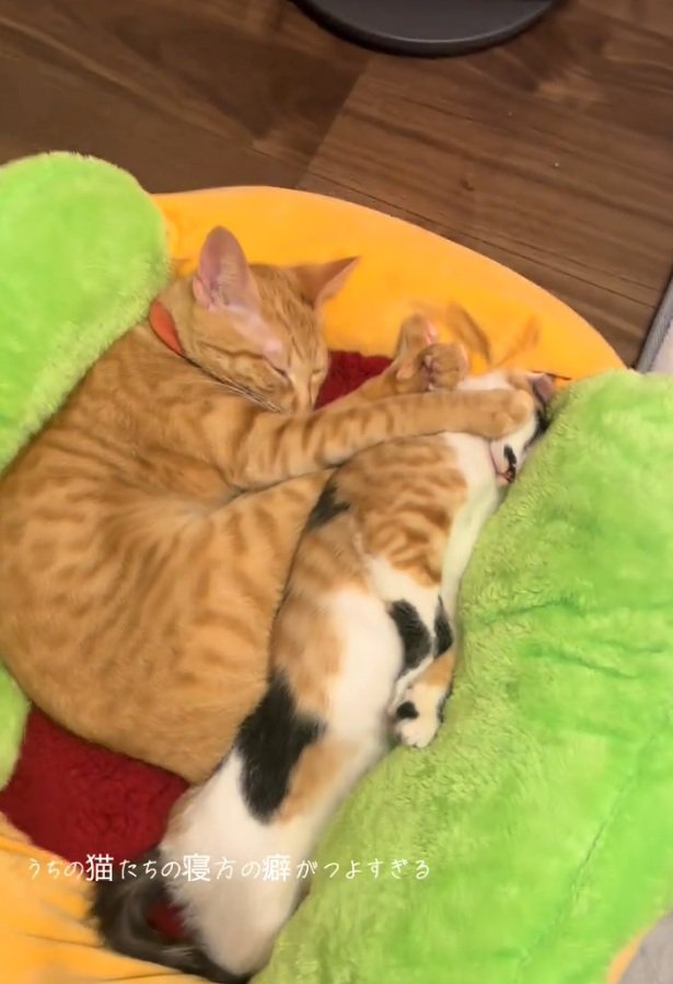 顔を押さえつける猫