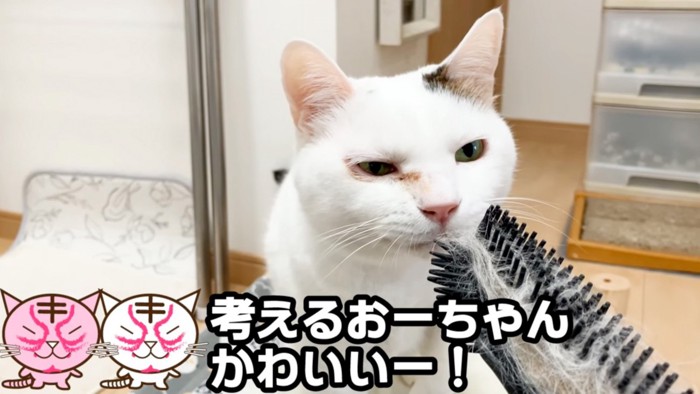 嗅ぐ猫