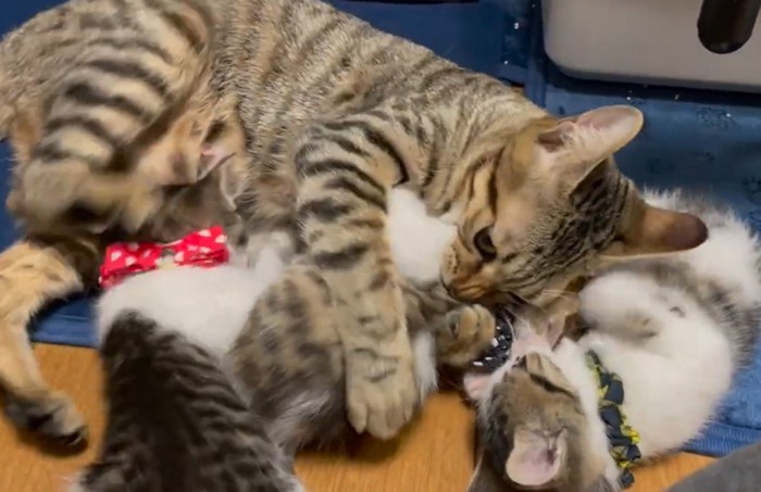 横になり子猫を捕まえる親猫