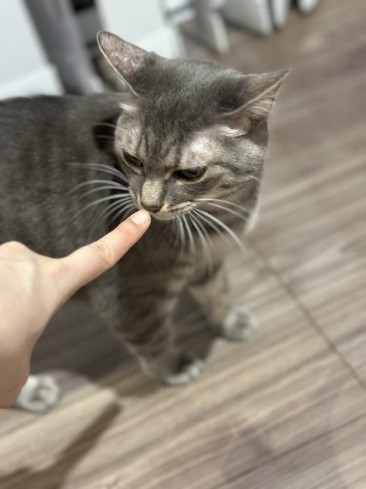 人の指のにおいを嗅ぐ猫