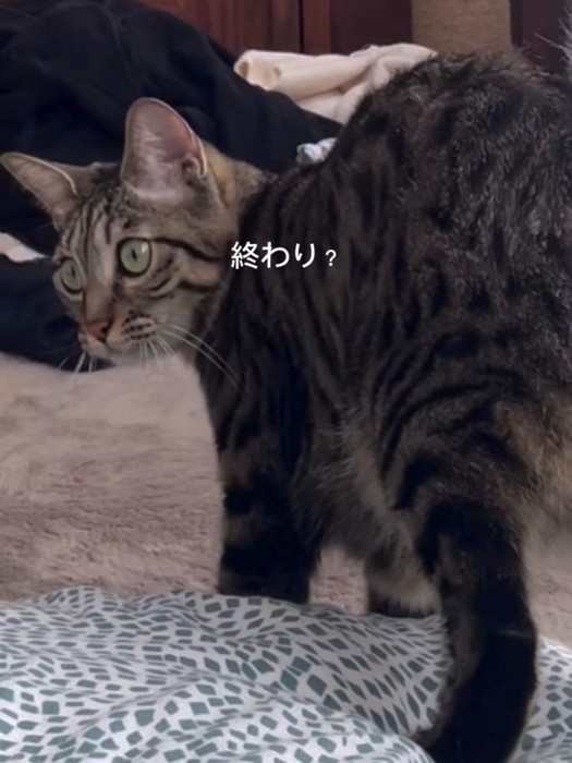 振り向く猫