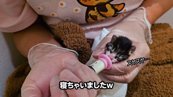 ミルクを飲みながら寝る子猫