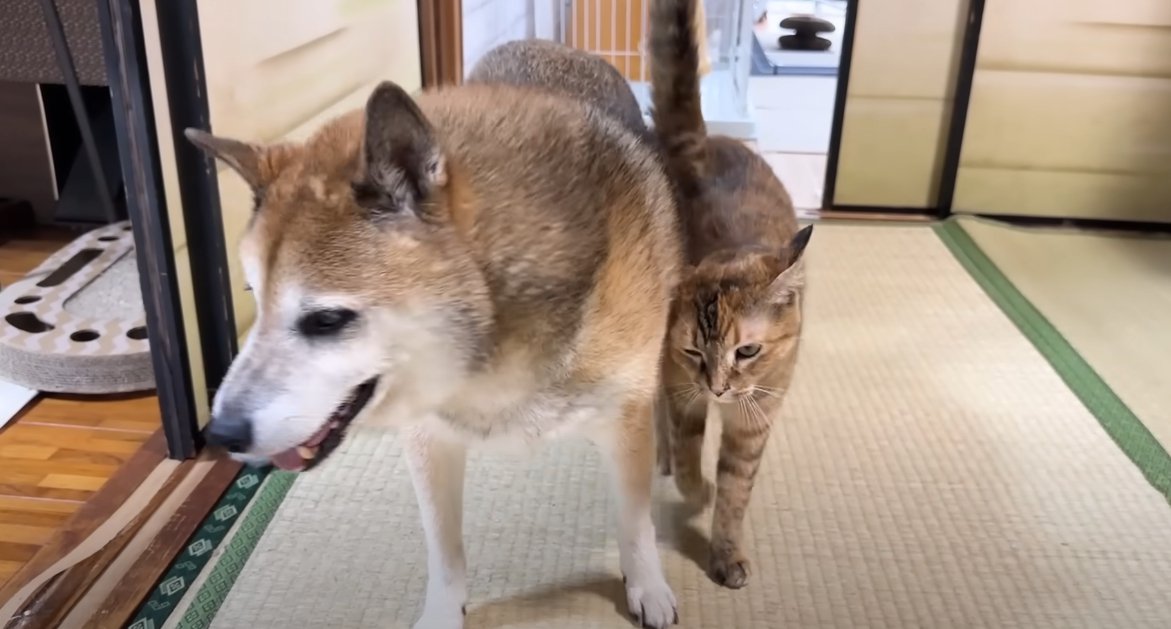 柴犬の体にスリスリする猫
