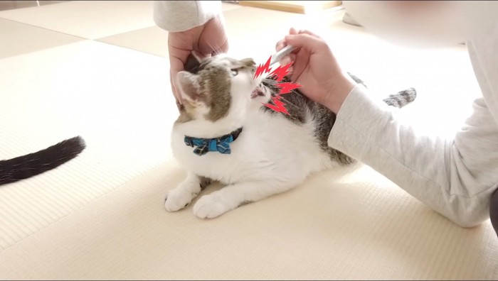 男性が持っている歯ブラシを噛むキジ白猫