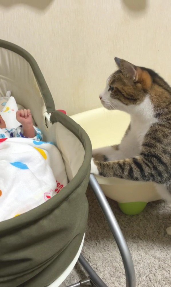 ベビーベッドを覗き込む猫