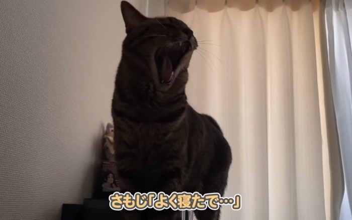 寝起きの猫