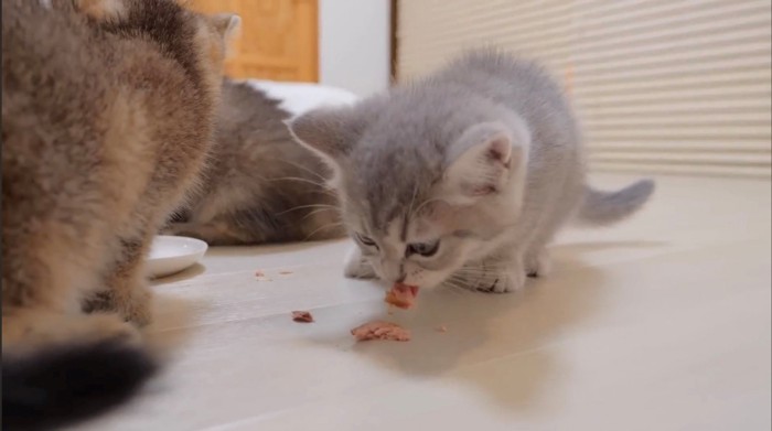 床の上のカツオを食べる子猫