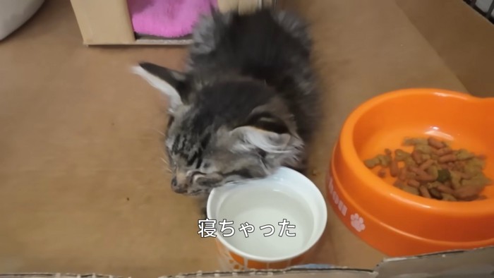 寝ている子猫