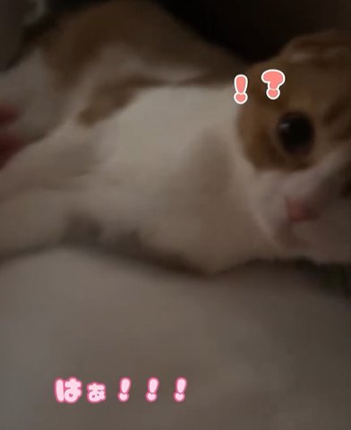 横になりながら前を見る猫(はぁ!!!)
