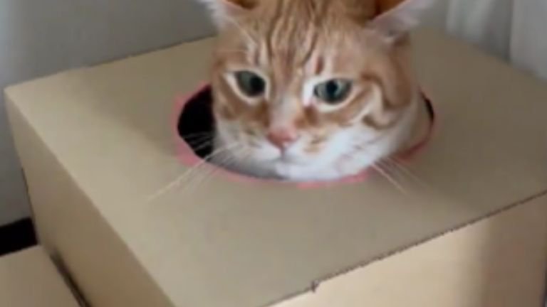 段ボールで遊ぶ猫