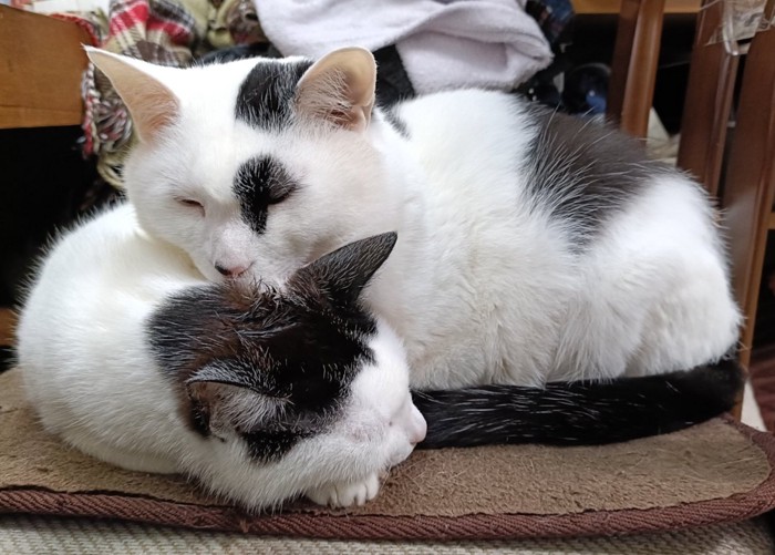 寄り添って眠る猫（上下）