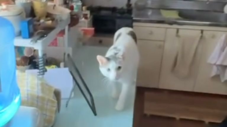 テーブルに乗っている猫