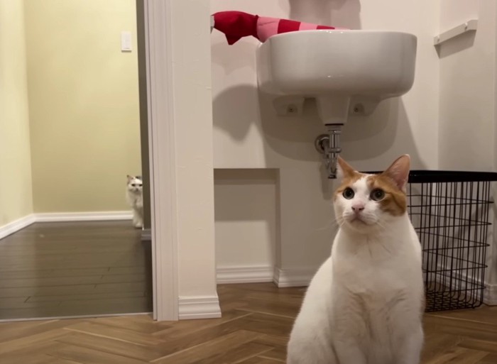 洗面台のエビくんとその前にいる猫