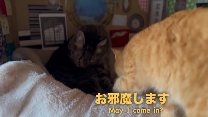 キジトラ猫のいるベッドに入る茶トラ猫