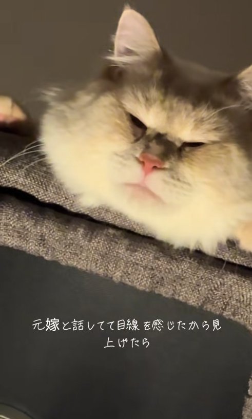 キャットタワーの上から顔を出して目を細めている猫