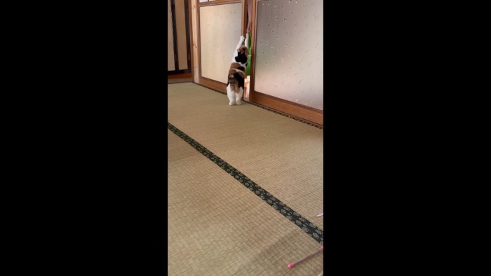 掴まり立ち