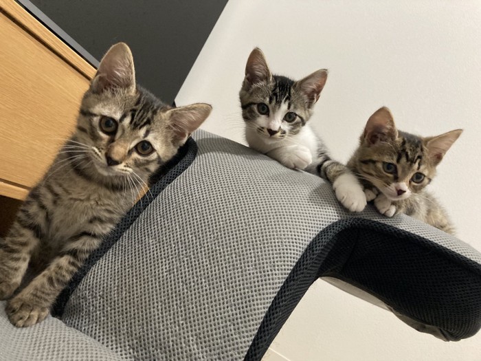 カメラの方を見る3匹の子猫