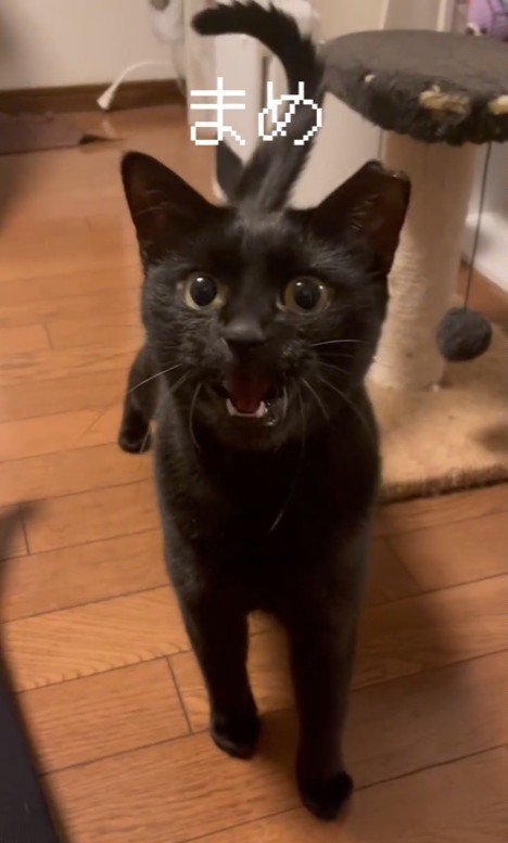 鳴く猫