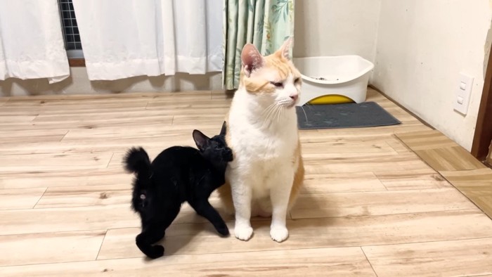 座るむぎくんと