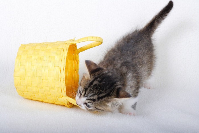 イタズラする猫