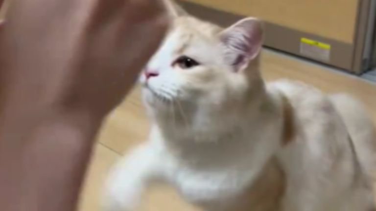 投薬中の猫