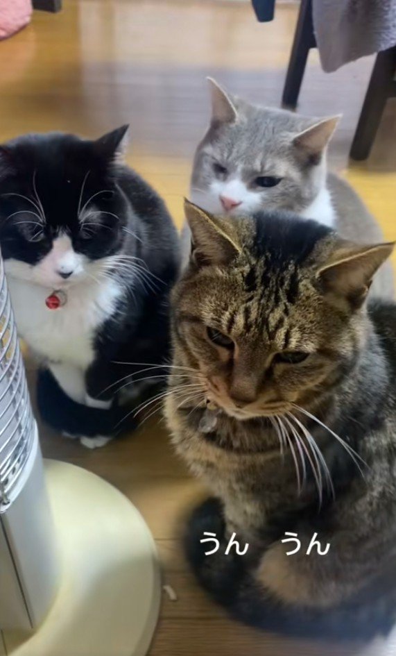 集まっている3匹の猫