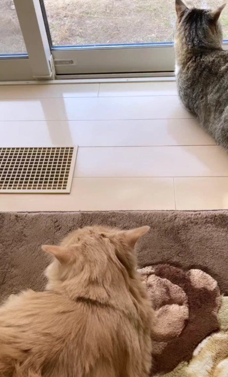 元外猫を遠巻きに見守る家猫