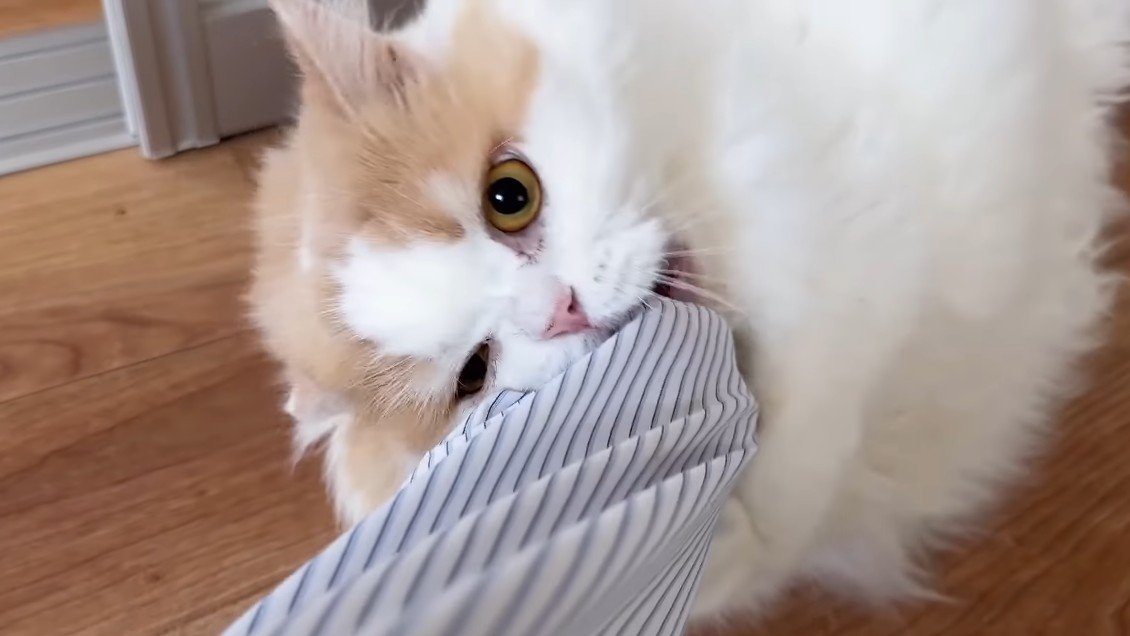 じゃれる猫