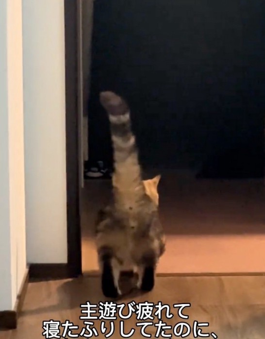 歩いて去っていく猫