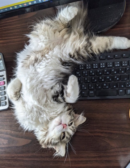 キーボードの上で仰向け