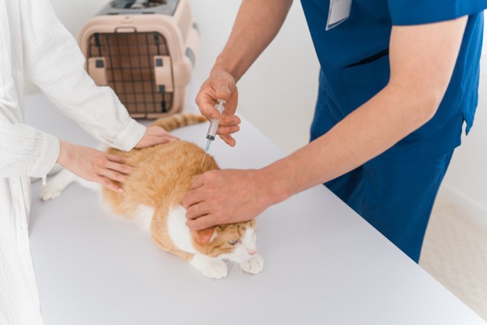注射される猫