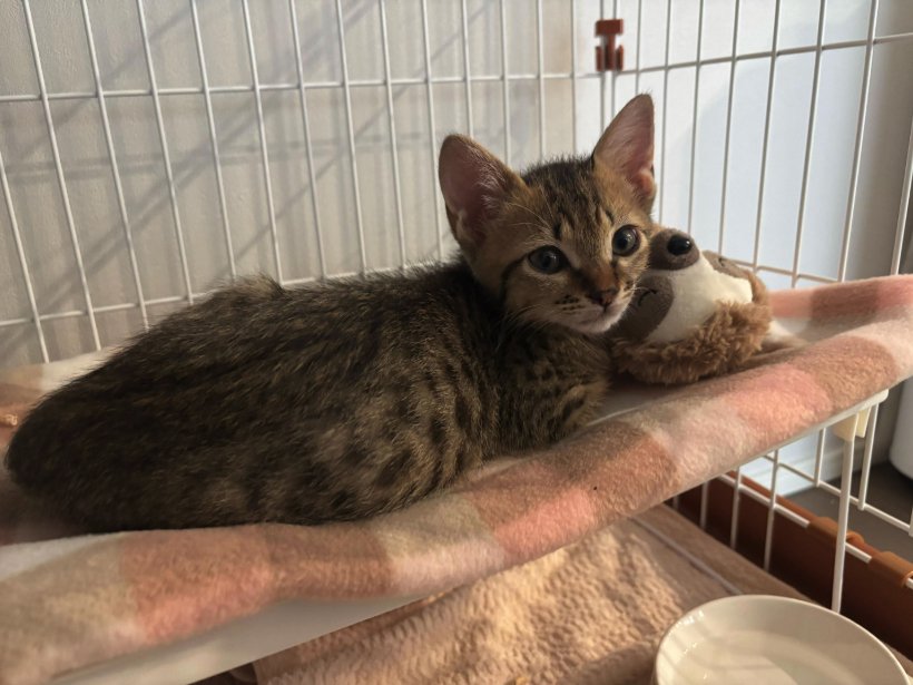 ぬいぐるみと一緒にハンモックの上にいる子猫