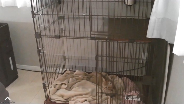 目覚めたもちくん