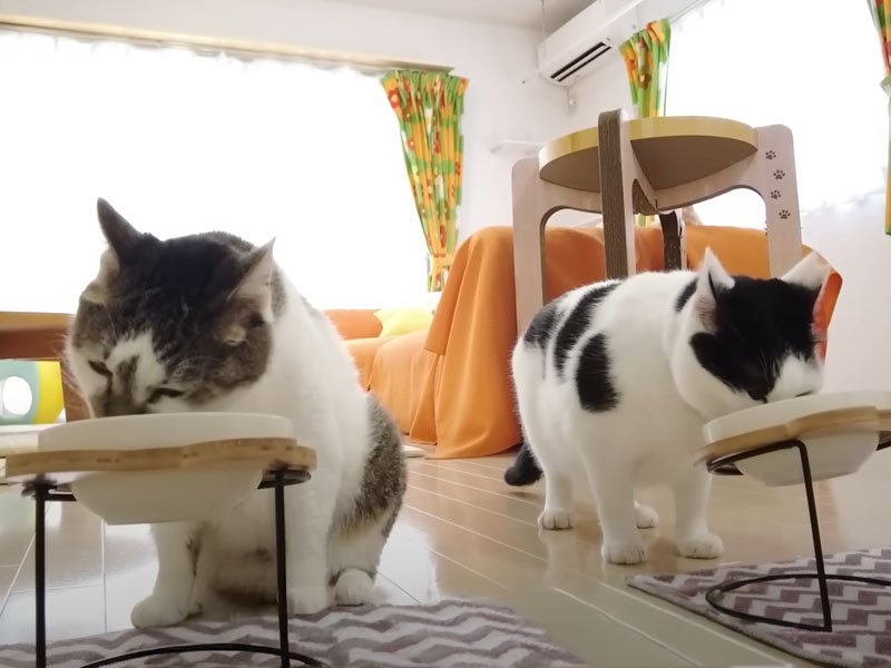 ご飯を食べる猫たち