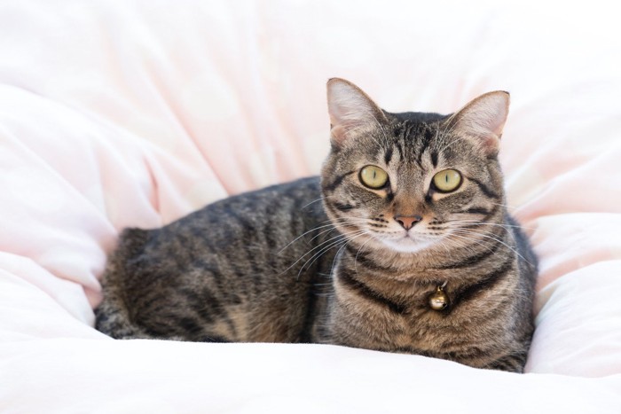 布団の上の猫